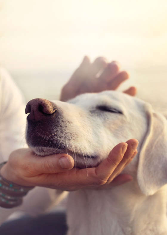 buffo bannerC 560x790px